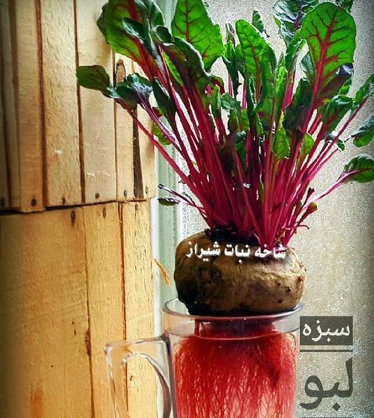 عکس سبزه لبو