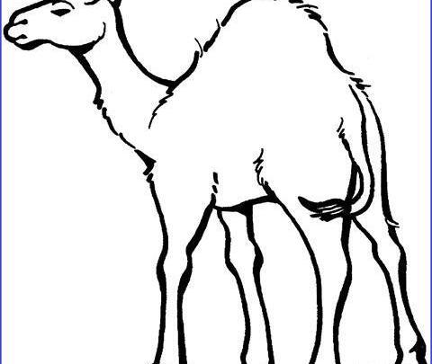 عکس کارتونی شتر