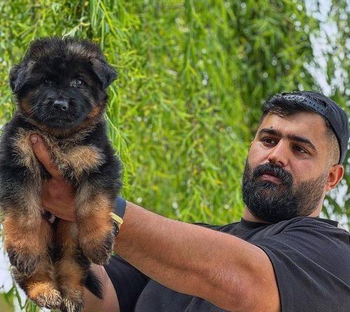 عکس توله ژرمن سیاه