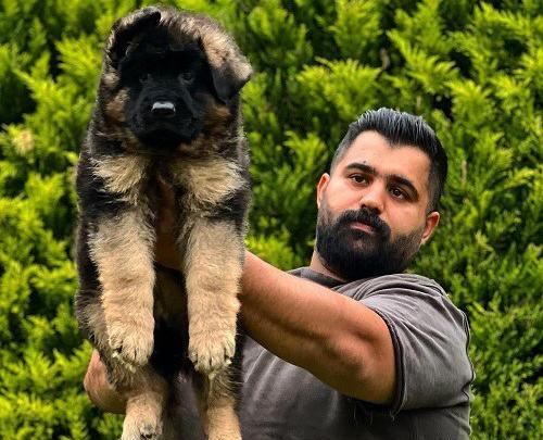 عکس توله ژرمن سیاه