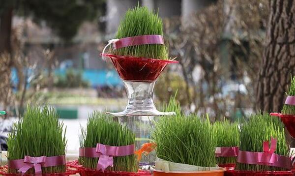 عکس سبزه و گل سنبل