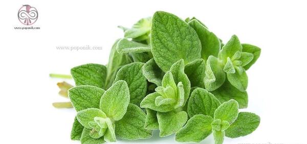 عکس های آویشن