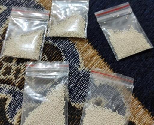 عکس پودر شپش