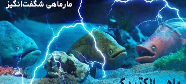 عکس خطای دید رنگ لباس