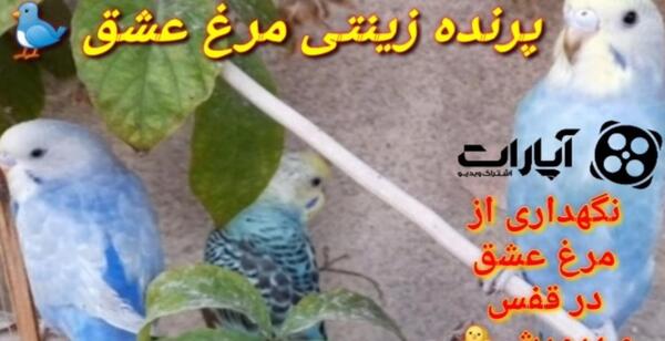 عکس مرغ عشق دم بلند