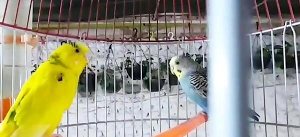 عکس مرغ عشق دم بلند