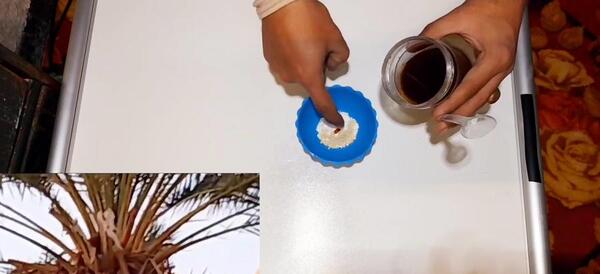 عکس مرغ عشق دم بلند