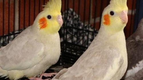 عکس عروس هلندی دارچینی