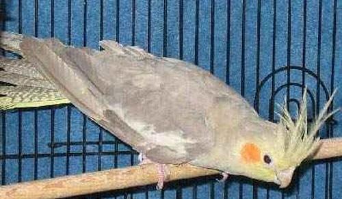 عکس عروس هلندی دارچینی