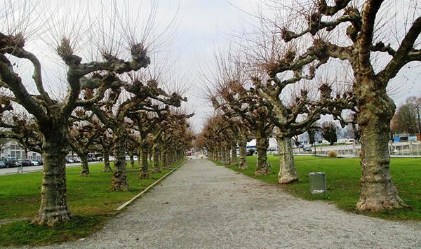 عکس از طبیعت درخت
