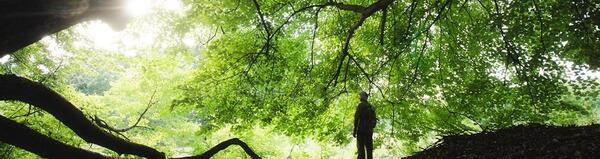 عکس از طبیعت درخت
