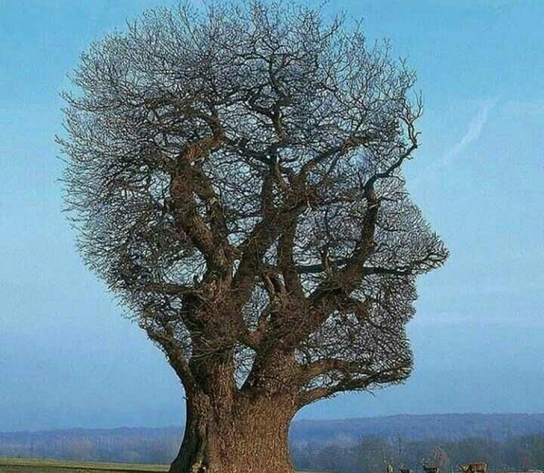 عکس از طبیعت درخت