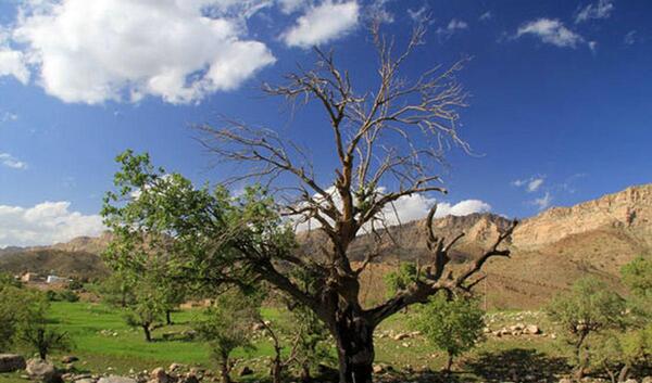 عکس از طبیعت درخت