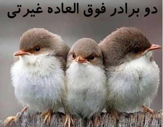 عکس خنده دار حیوانات با متن