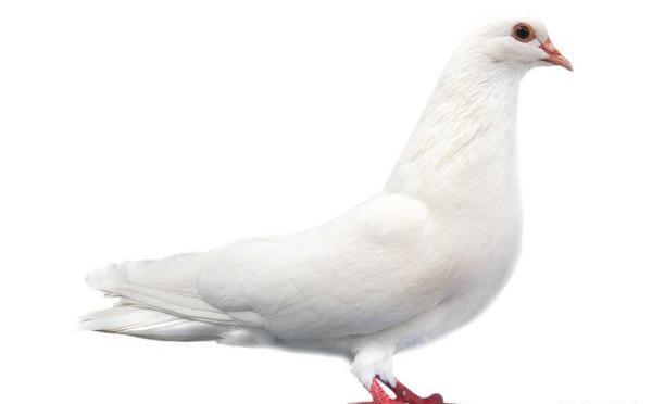 عکس آزادی از قفس