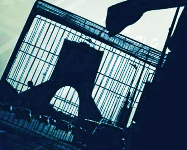 عکس آزادی از قفس