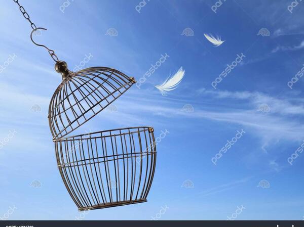 عکس آزادی از قفس