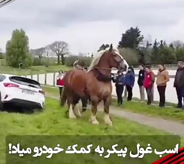 عکس اسب غول پیکر