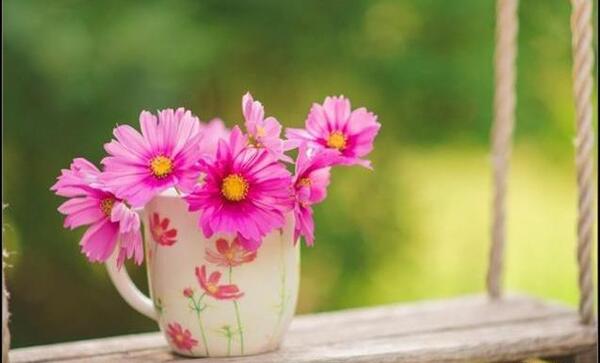عکس پروفایل از گل های زیبا