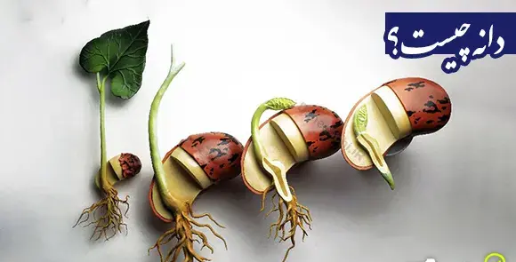 عکس لانه سازی دارکوب