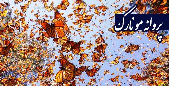 عکس لانه سازی دارکوب