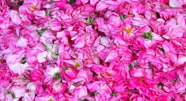 عکس زهرا گل محمدی