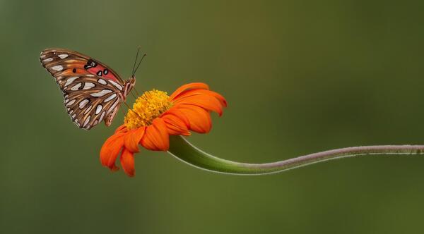 عکس نوشته پروفایل پروانه