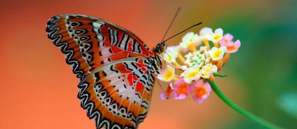 عکس نوشته پروفایل پروانه