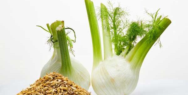عکس گیاه رازیانه سبز