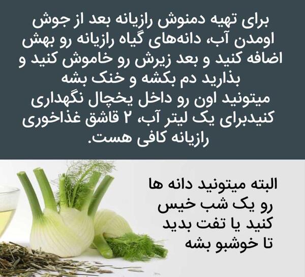 عکس گیاه رازیانه سبز