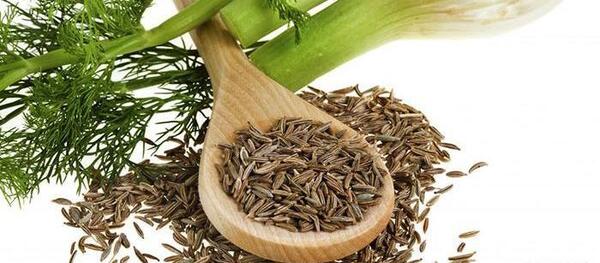 عکس گیاه رازیانه سبز