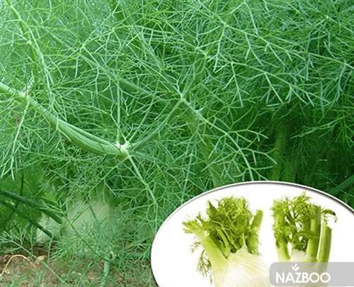 عکس گیاه رازیانه سبز