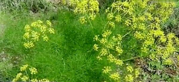 عکس گیاه رازیانه سبز