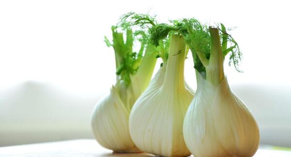 عکس گیاه رازیانه سبز