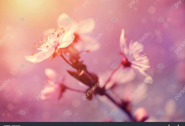 عکس رویایی گل