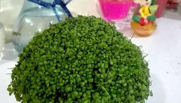 عکس سبزه عید با تخم شربتی