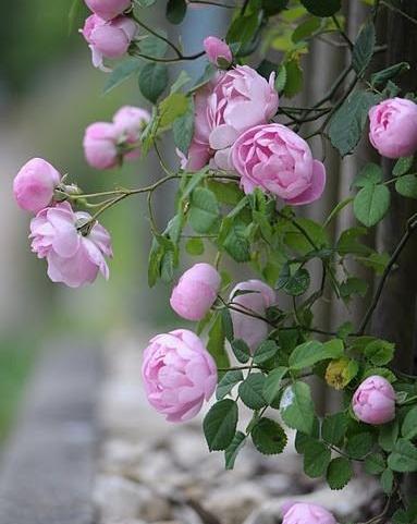 عکس گل رز برای پروفایل تلگرام
