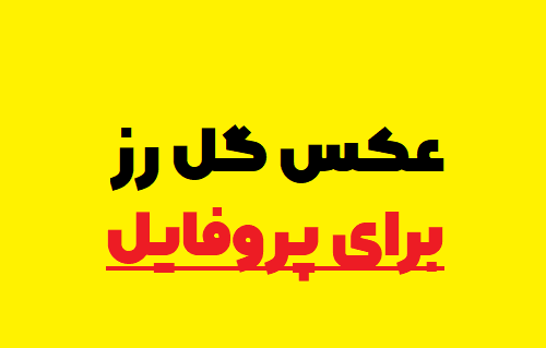 عکس گل رز برای پروفایل تلگرام