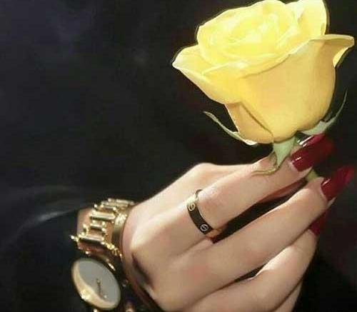 عکس گل رز برای پروفایل تلگرام