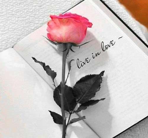 عکس گل رز برای پروفایل تلگرام