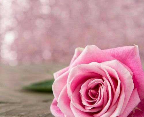 عکس گل رز برای پروفایل تلگرام