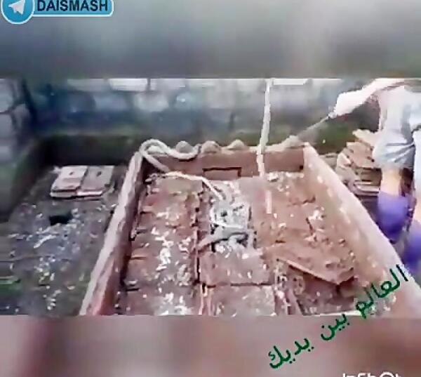 عکس مار قبرستانی