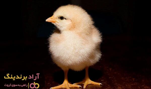عکس جوجه عروس هلندی ۱۰ روزه