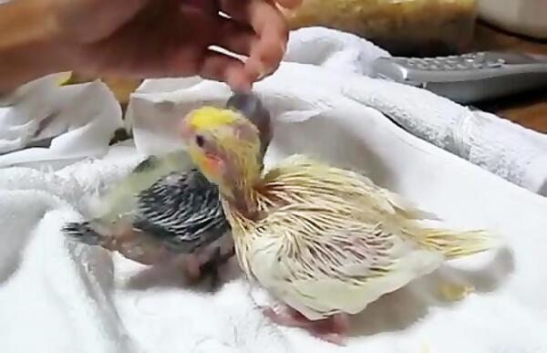 عکس جوجه عروس هلندی ۱۰ روزه