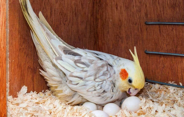 عکس جوجه عروس هلندی ۱۰ روزه