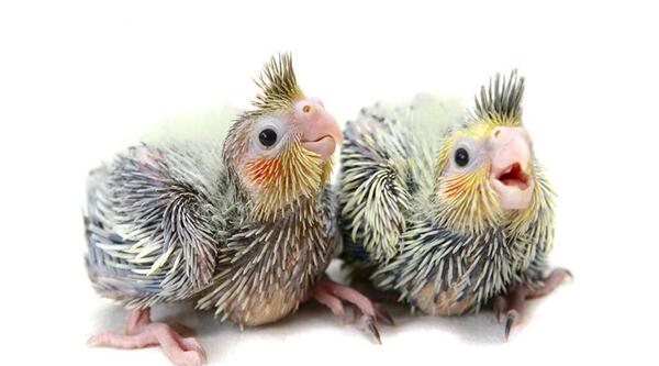 عکس جوجه عروس هلندی ۱۰ روزه