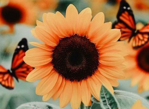 عکس پس زمینه نارنجی