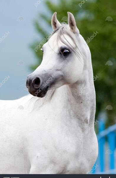 عکس پرتره اسب