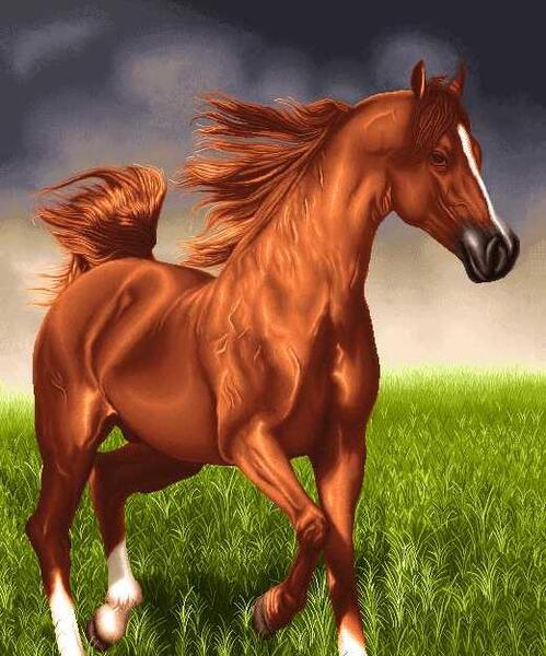 عکس پرتره اسب