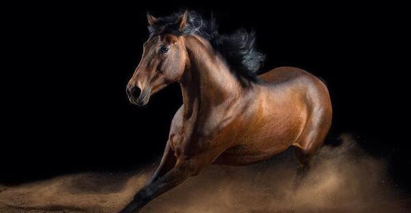 عکس پرتره اسب